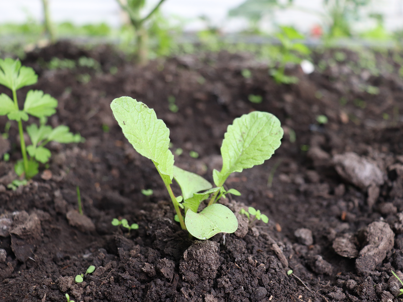 de-huerta-en-huerta